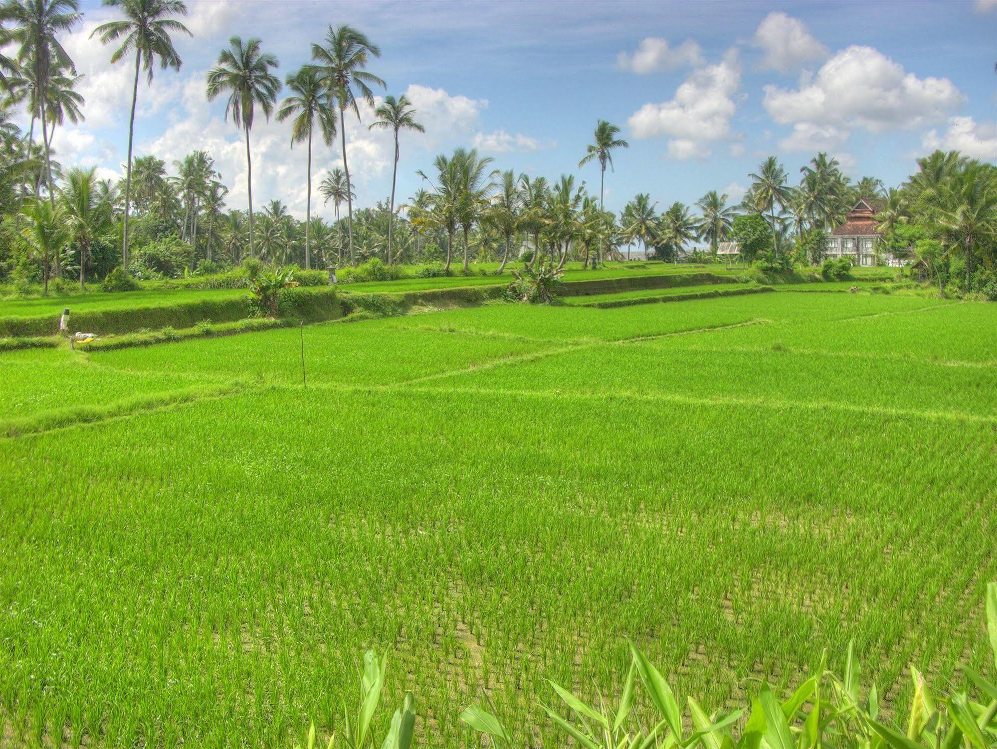 Villa Sabandari Ubud Eksteriør bilde